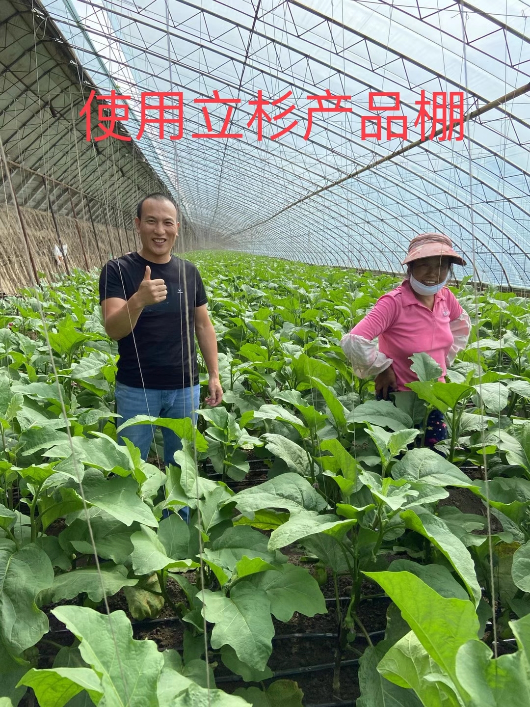 <a href=http://m.ycfireworks.com target=_blank class=infotextkey>上海立杉</a>水溶肥在北方暖棚茄子上的效果反饋2
