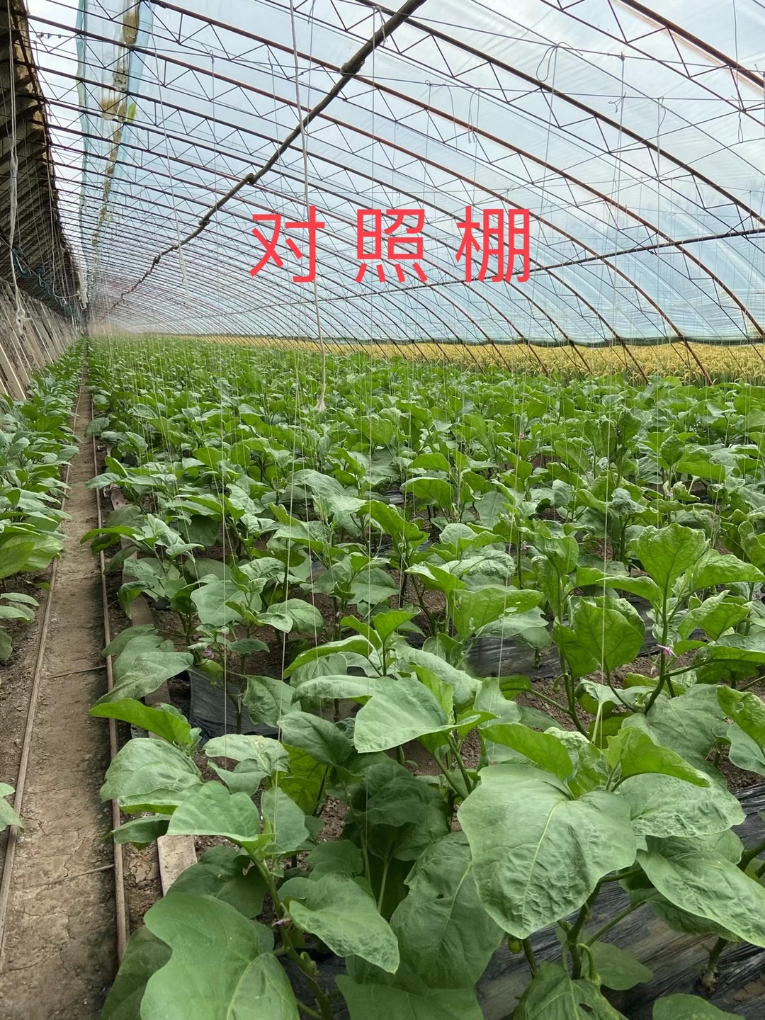 <a href=http://m.ycfireworks.com target=_blank class=infotextkey>上海立杉</a>水溶肥在北方暖棚茄子上的效果反饋3