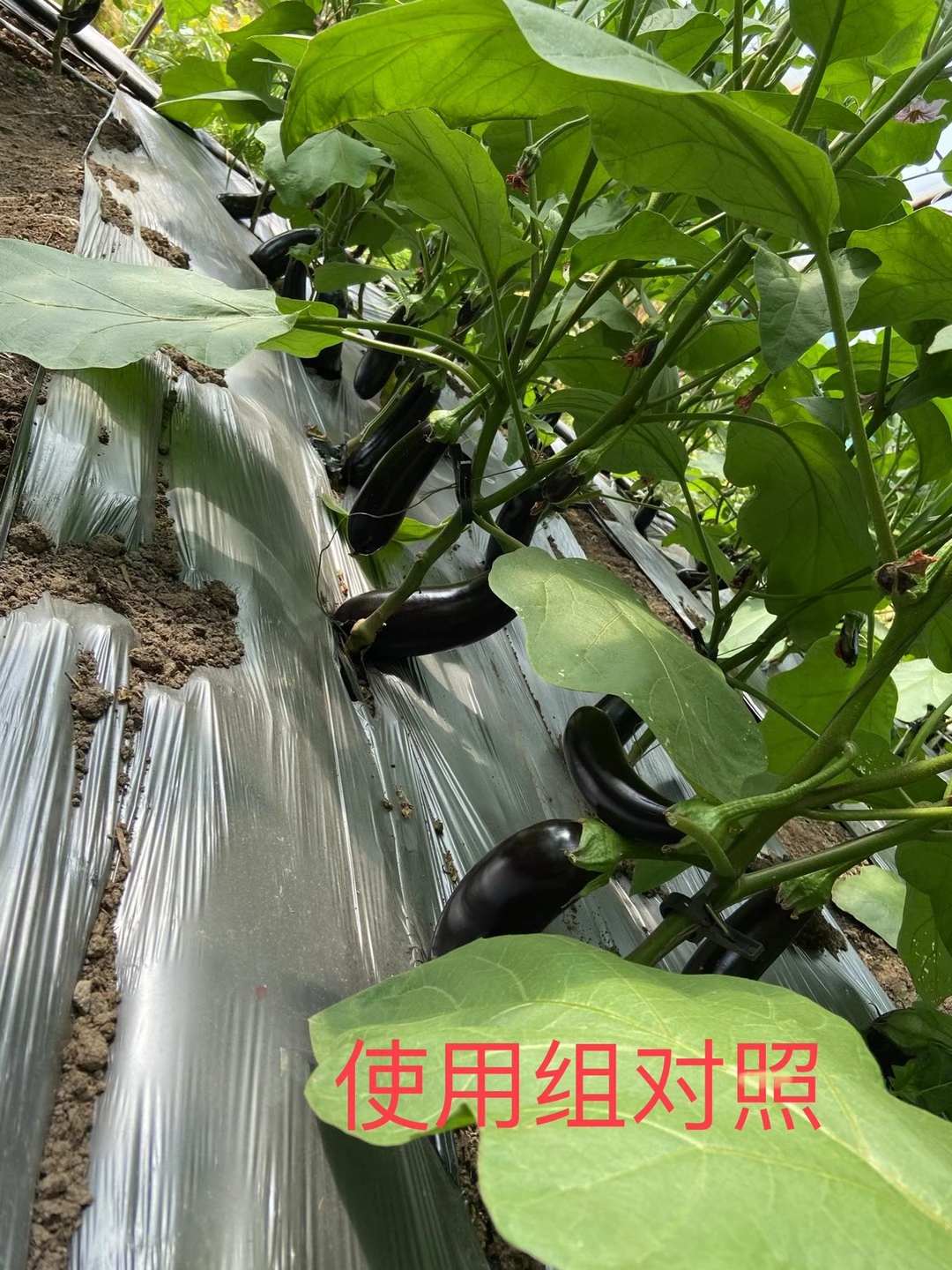 <a href=http://m.ycfireworks.com target=_blank class=infotextkey>上海立杉</a>水溶肥在北方暖棚茄子上的效果反饋5
