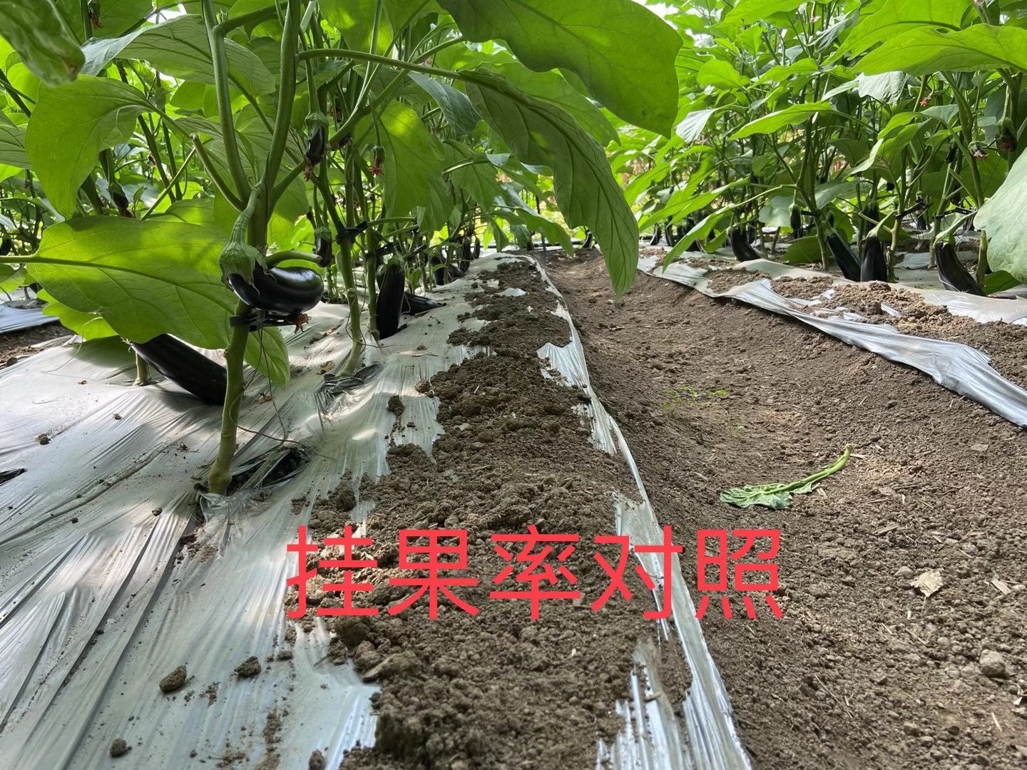 <a href=http://m.ycfireworks.com target=_blank class=infotextkey>上海立杉</a>水溶肥在北方暖棚茄子上的效果反饋4